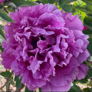 Lavender Silk (Lan Zhou Chou) Rockii Tree Peony
