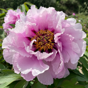 Rose Elegance (Lan Qiang Wei) Rockii Tree Peony