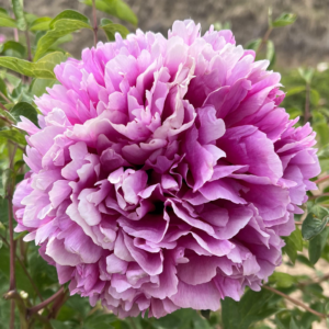 Skyline Snow (He Lan Wo Xue) Rockii Tree Peony