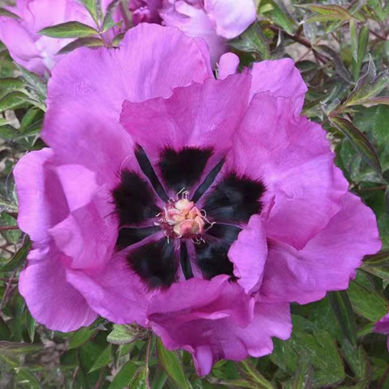 Ink Heart (Qing Hua Yan) Rockii Tree Peony