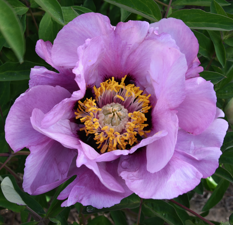 Lavender Cup (Lan He) Rockii Tree Peony