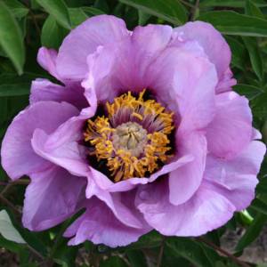 Lavender Cup (Lan He) Rockii Tree Peony