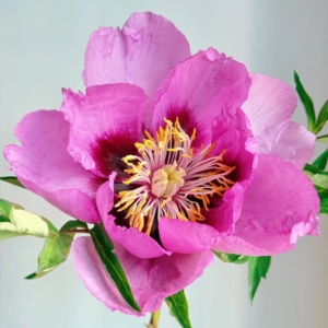 Lavender Serenity (Lan Hai Feng Yun) Rockii Tree Peony