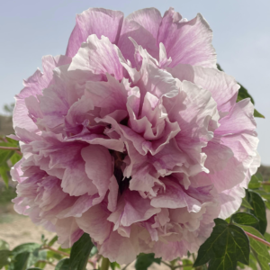 Snowfield Glow (Xue Yuan Yu Hui) Rockii Tree Peony