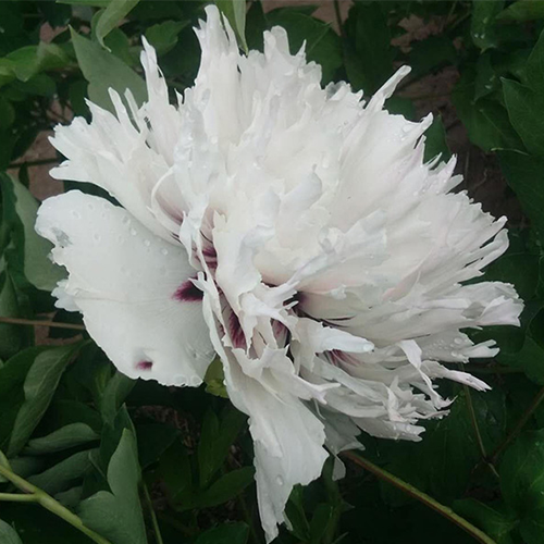 Swallow Tail White (Yan Wei Bai) Rockii Tree Peony