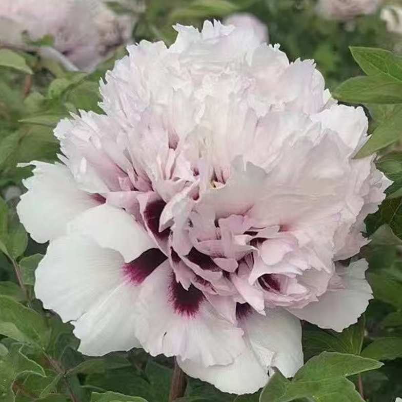 Blushing Fairy (Fen E Jiao) Rockii Tree Peony