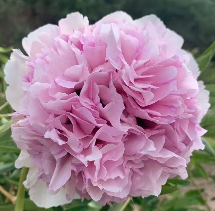 Blush Empress (Fen Tian Xiang) Rockii Tree Peony