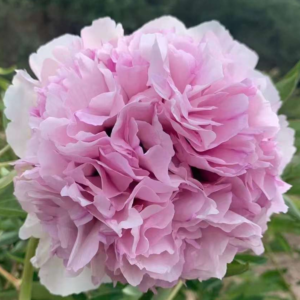 Blush Empress (Fen Tian Xiang) Rockii Tree Peony