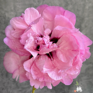 Peach Blossom Champion (Tao Hua Zhuang Yuan) Rockii Tree Peony