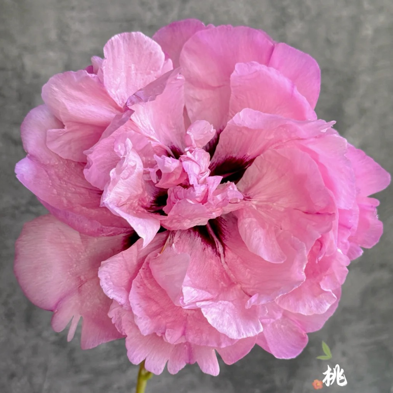 Peach Blossom Champion (Tao Hua Zhuang Yuan) Rockii Tree Peony