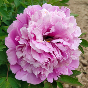 Blushing Horizon (Lan Yu San Cai) Rockii Tree Peony