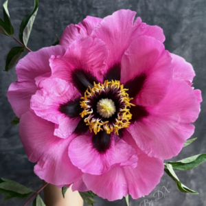 Eclipse (Hong Fen Jia Ren) Rockii Tree Peony