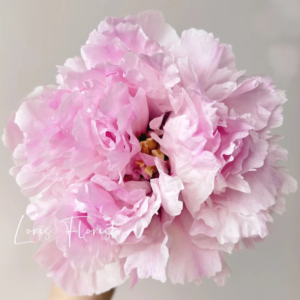 Pink Mirage (Fen Yu Sheng Hui) Rockii Tree Peony