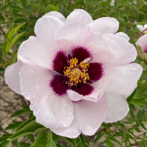 Blushing Princess (Fen Xi Shi) Rockii Tree Peony