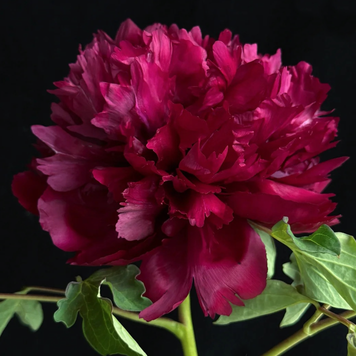 Ink Crown (Mo Guan Yu Zhu) Rockii Tree Peony
