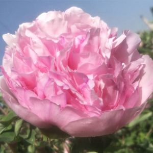 Velvet Princess (Tao Rong) Rockii Tree Peony