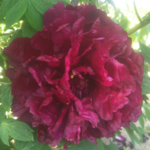 Midnight Cloud (Mo Yun) Rockii Tree Peony