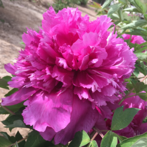 Embroidered Robe (Yin Zhen Xiu Hong Pao) Rockii Tree Peony
