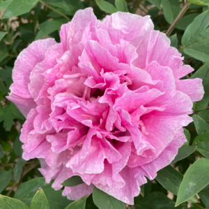 LY Twin Beauties (Long You Er Qiao) Rockii Tree Peony
