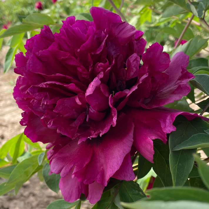 Imperial Pavilion (Zi Gong Ge) Rockii Tree Peony