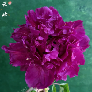 Crimson Summit (Zi Yun Feng) Rockii Tree Peony
