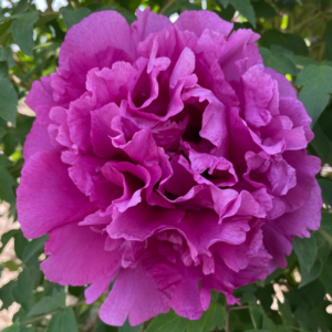 Great King (Zi Lan Kui) Rockii Tree Peony