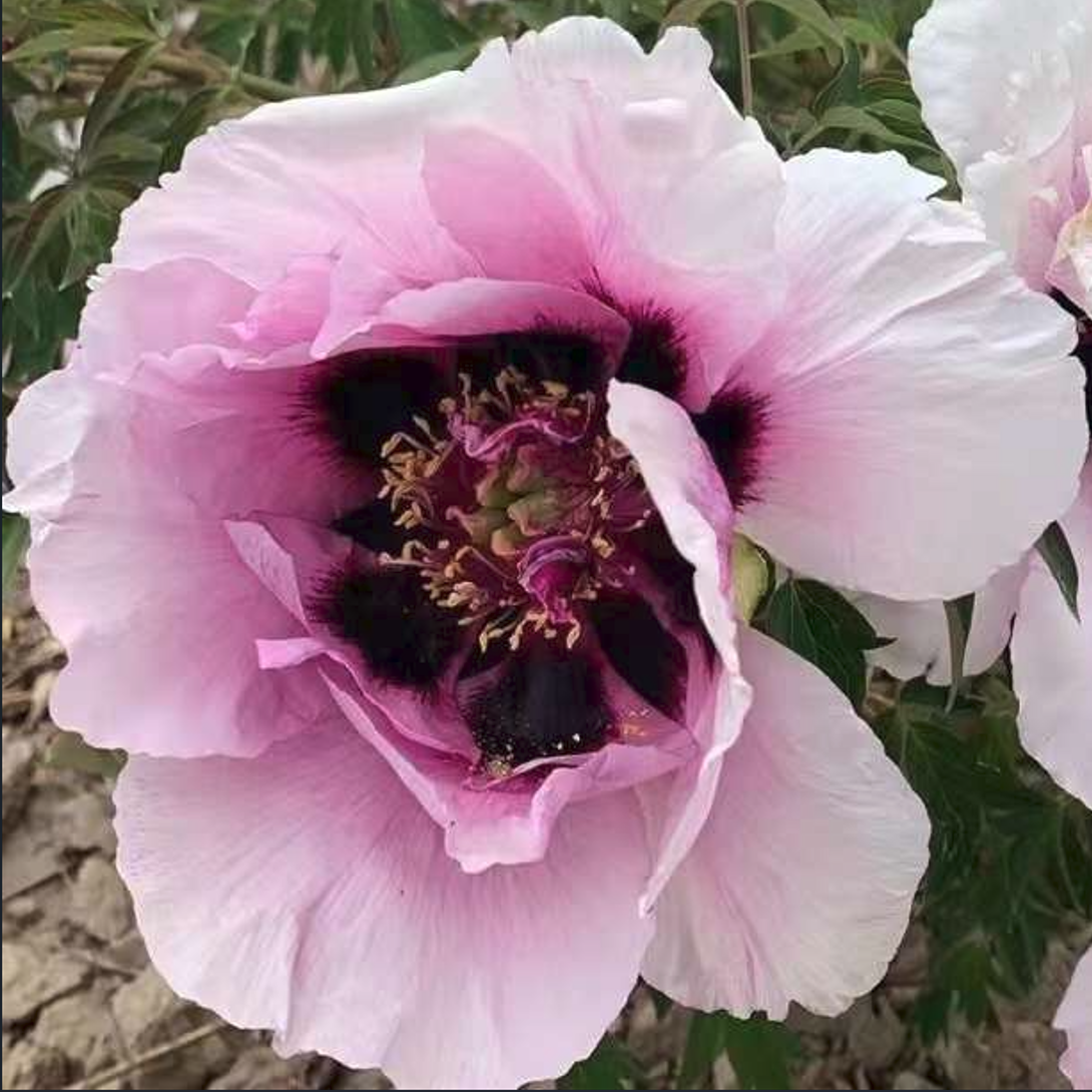 Spring & Autumn (Yi Du Chun Qiu) Rockii Tree Peony