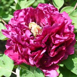 Crimson Dragon (Hong Hai Qing Long) Rockii Tree Peony
