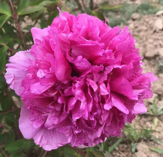 Youthful Bloom (Qing Chun) Rockii Tree Peony