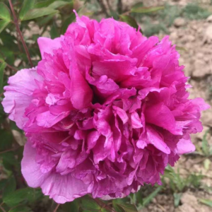 Youthful Bloom (Qing Chun) Rockii Tree Peony