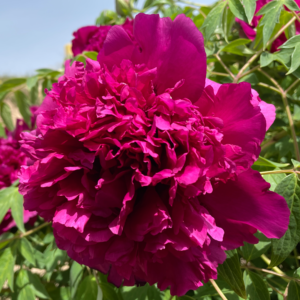 Magenta Flame (He Ping Hong) Rockii Tree Peony