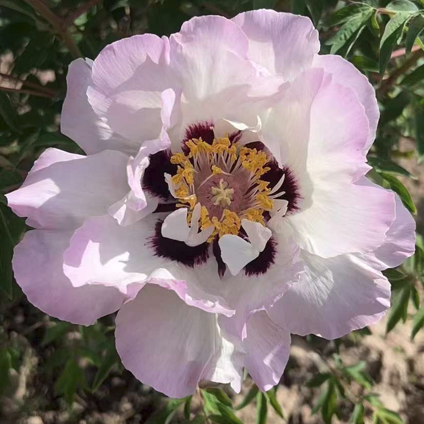 Lotus Pond Moonlight (He Tang Yue Se) Rockii Tree Peony