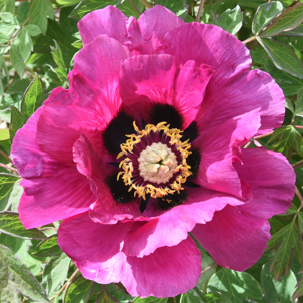 Solar Blaze (Hong Lian) Rockii Tree Peony