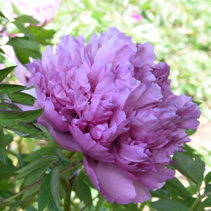 Lavender Crown (Bao Shi Lan) Rockii Tree Peony
