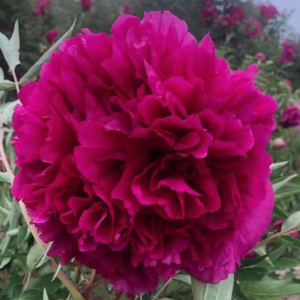 Crimson Pompom (He Ping Hong Xiu Qiu) Rockii Tree Peony
