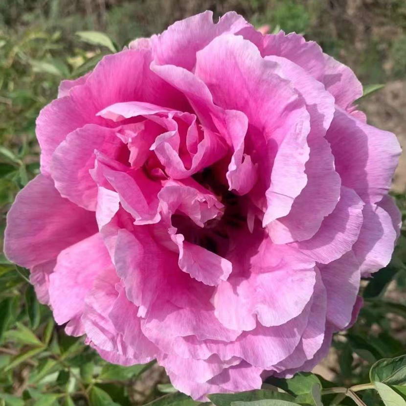 Northwest Hero (Long Yuan Zhuang Shi) Rockii Tree Peony