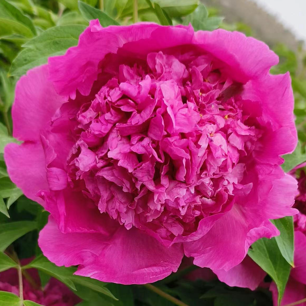 Crimson Crown (Hong Guan Yin Xian) Rockii Tree Peony
