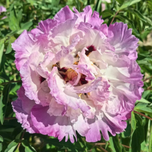 Chiffon Elegance (Qiao Qi Sha) Rockii Tree Peony