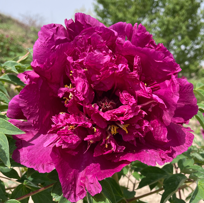 Radiant Rose (Mei Gui Sa Jin) Rockii Tree Peony