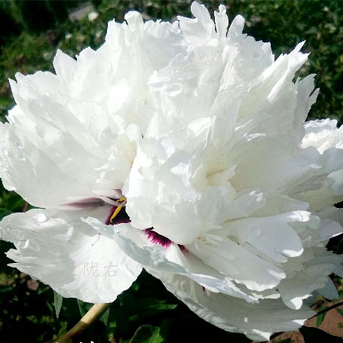 White Veil (Yu Lou Cang Jiao) Rockii Tree Peony
