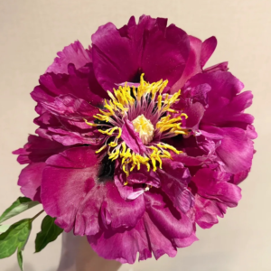 Gansu Twilight Rose (Gao Li Hong) Rockii Tree Peony