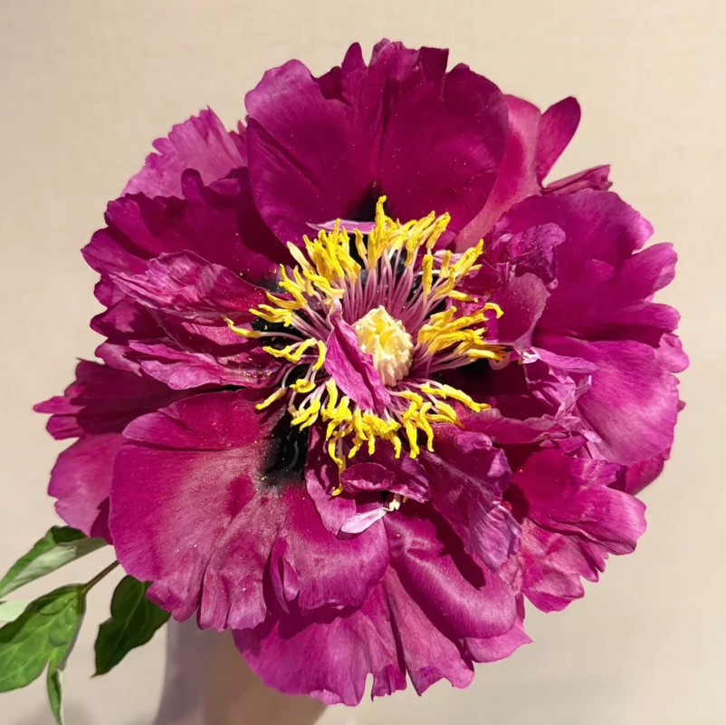 Gansu Twilight Rose (Gao Li Hong) Rockii Tree Peony