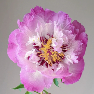 Magic Lotus Lantern (Bao Lian Deng) Rockii Tree Peony