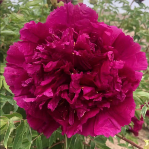 Imperial Glow (Zi Lou Xiang Jin) Rockii Tree Peony