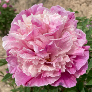 Double Blush (Xin Long Er Qiao) Rockii Tree Peony