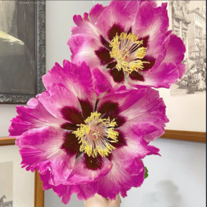 Rosy Cheeks (Zi Lian Deng) Rockii Tree Peony