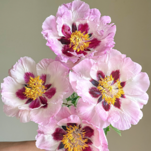 Whispering Silk (Su Sha Chan Yi) Rockii Tree Peony