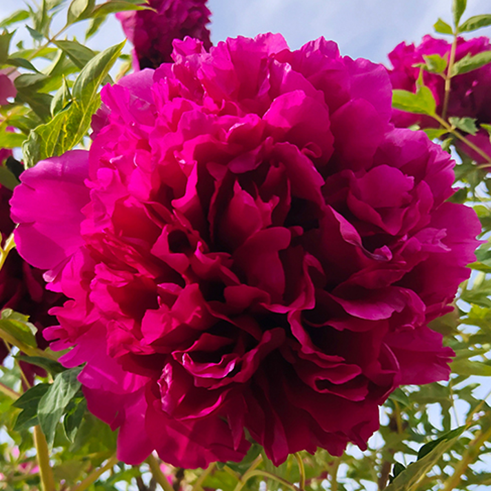Fuchsia Giant (Gao Gan Hong Xiu Qiu) Rockii Tree Peony