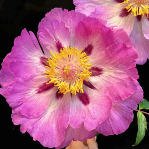 Fragrant Lotus Breeze (Shi Li He Xiang) Rockii Tree Peony
