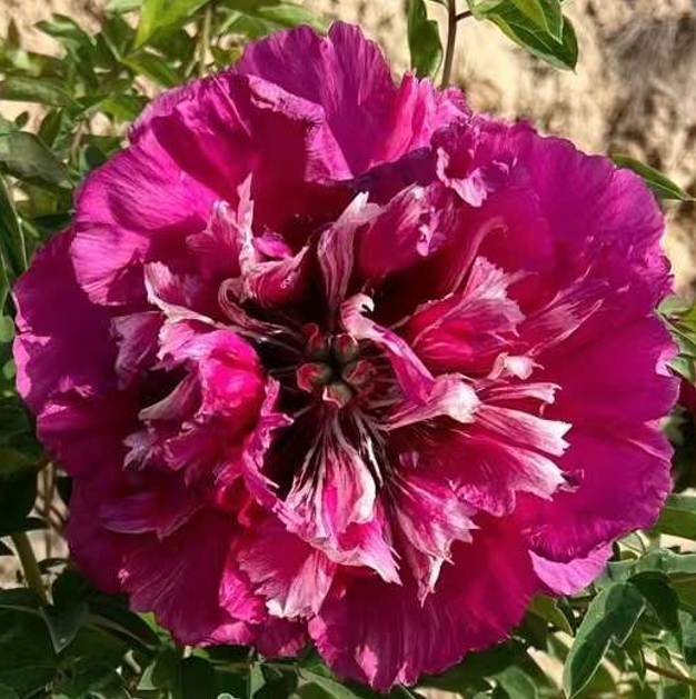 Dragons Chasing Pearl (Er Long Xi Zhu) Rockii Tree Peony